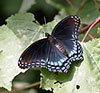 Red-spotted Purple