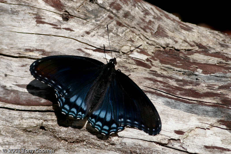 Red-spotted Purple