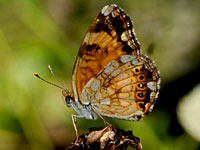 Silvery Checkerspot
