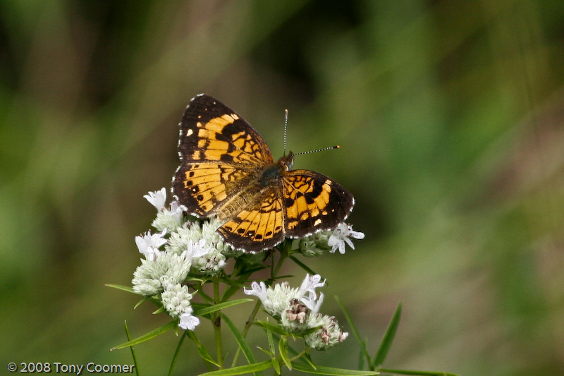 Silvery Checkerspot