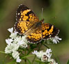 Silvery Checkerspot