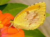 Sleepy Orange Butterfly