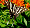 Zebra Swallowtail