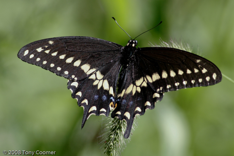 Black Swallowtail