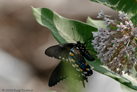 Pipevine Swallowtail