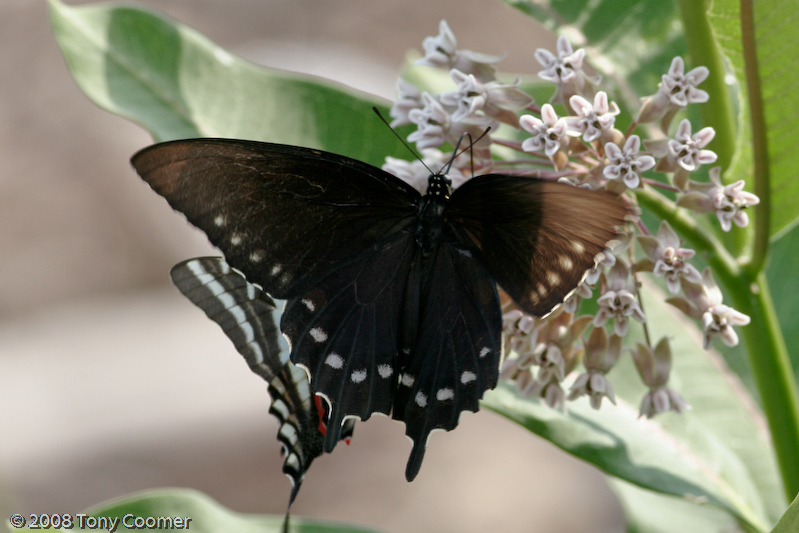 Pipevine Swallowtail