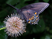 Spicebush Swallowtail