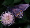 Spicebush Swallowtail