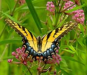 Tiger Swallowtail on Milkweed