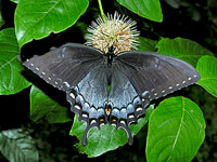 Tiger Swallowtail butterfly feeding on buttonbush.