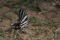 Zebra Swallowtail