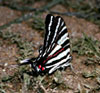 Zebra Swallowtail