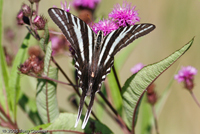 Zebra Swallowtail
