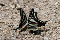Zebra Swallowtail
