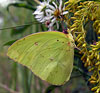 Clouded Sulphur