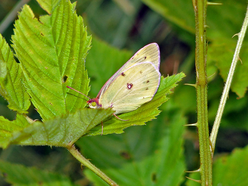 Clouded Sulphur Butterfly