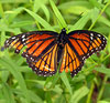 Viceroy