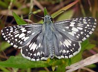 Checkered White Butterfly at Merrimac Farm