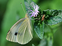 Cabbage White Buttefly