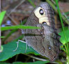 Common Wood Nymph