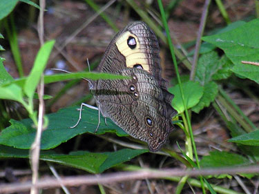 Common Wood Nymph