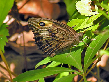 Common Wood Nymph