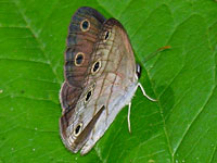 Little Wood Satyr
