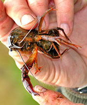 Crayfish