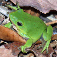 Green Tree Frog