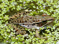 Southern Leopard Frog