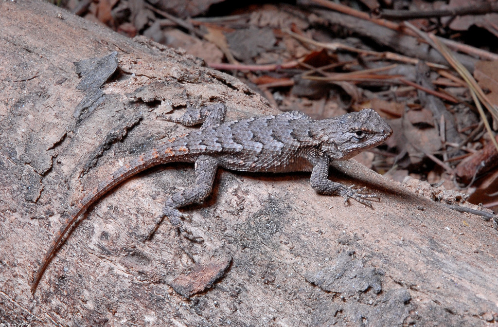 Lizards Of Northern Virginia