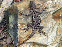 Eastern Fence Lizard