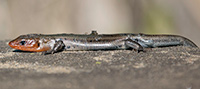 Broad-headed Skink