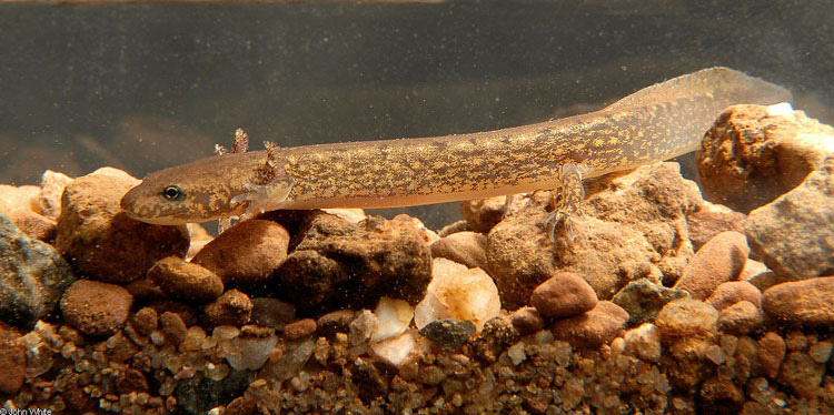 Two-lined Salamander Larvae