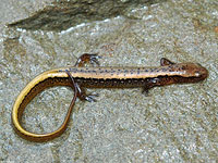 Northern Two-lined Salamander