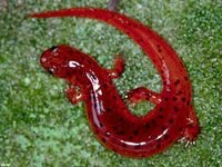 Eastern Mud Salamander