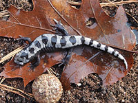 Marbled Salamander