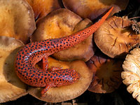 Northern Red Salamander