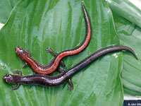 Redback Salamander