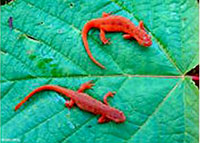 Red Eft