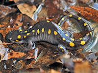 Spotted Salamander