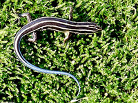 Common Five-lined Skink