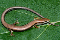 Ground Skink