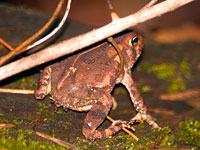 Fowler's Toad, photo Eli Hosen