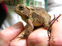 Fowlers Toad