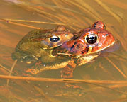 American Toads mating