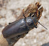 Unidentified Beetle