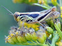 Unidentified grasshopper
