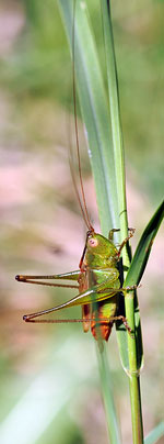 Grasshopper
