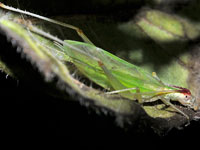 Broad-winged Tree Cricket